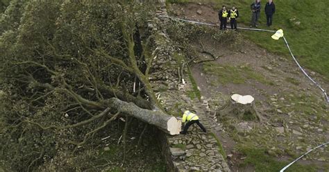 2 men arrested in an investigation into a famous tree that was felled near Hadrian’s Wall in England